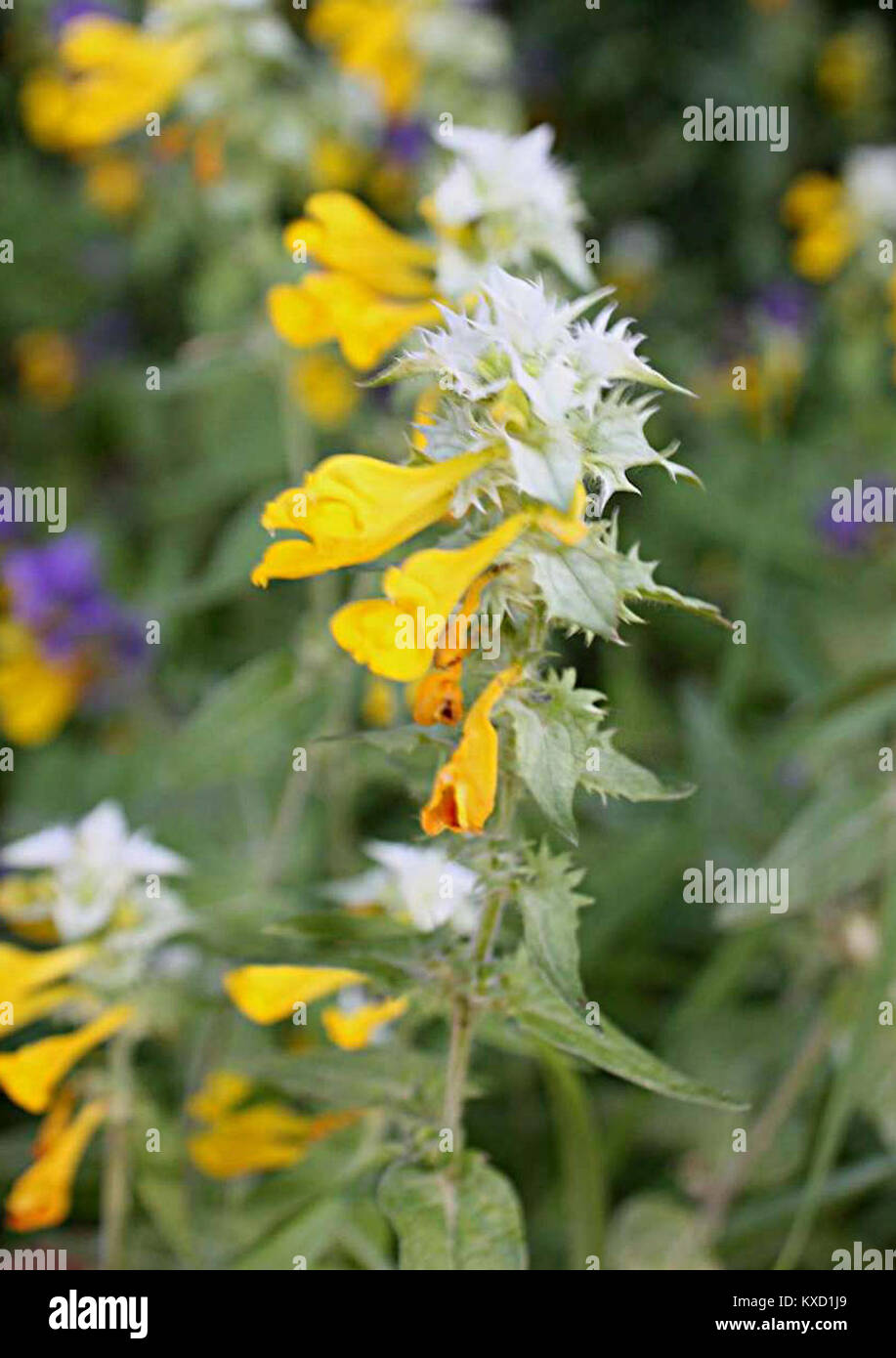 Parte della serie fotografica “5.díl” di piante a Brno-Komín, Repubblica ceca; specie vegetali specifiche non identificate. Foto Stock