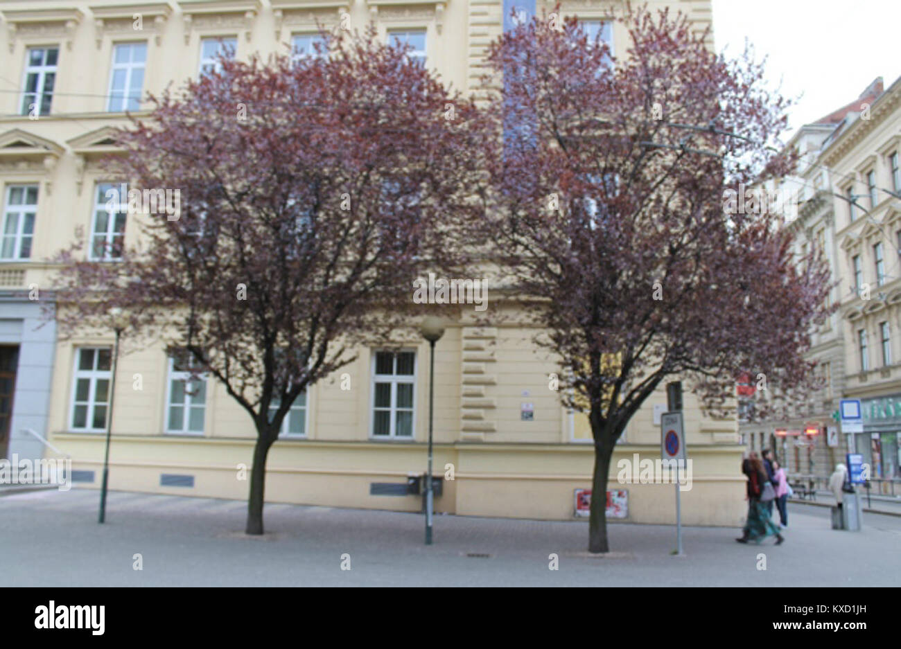 Immagine della stessa serie “5.díl” di fotografie vegetali di Brno-Komín, Repubblica ceca; la specie specifica non è identificata. Foto Stock