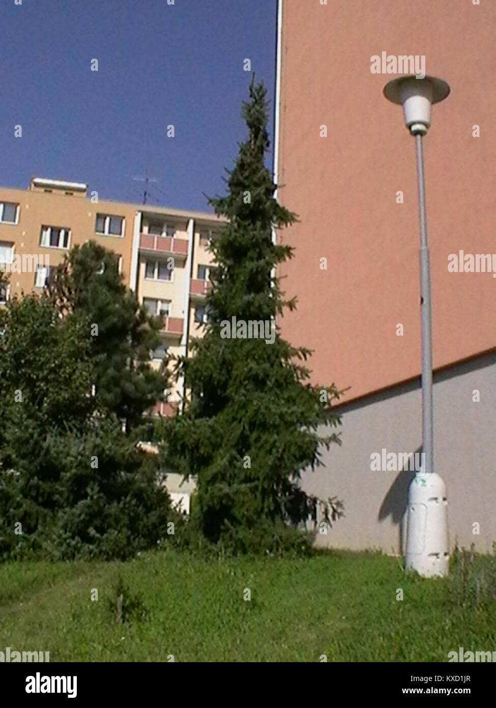 Fotografia di Picea omorika (abete serbo) scattata a Brno-Komín, Repubblica Ceca, da I. Sáček senior nel 2009, rilasciata con licenza CC0. Foto Stock