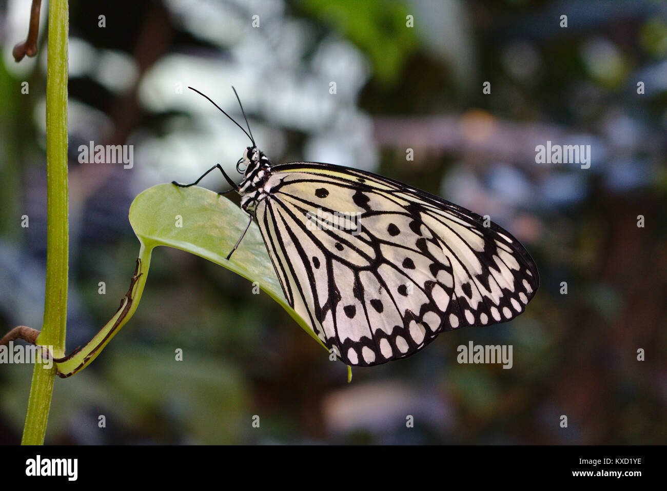 Aquilone di carta (Idea leuconoe) seduto su una foglia Foto Stock