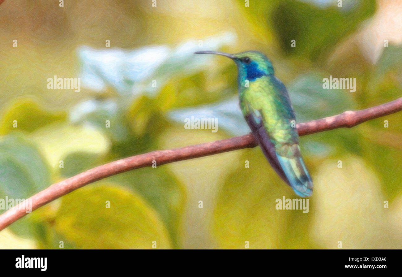 Il Green Violetear hummingbird appollaiato su un ramo, olio digitale effetti Pittura Foto Stock