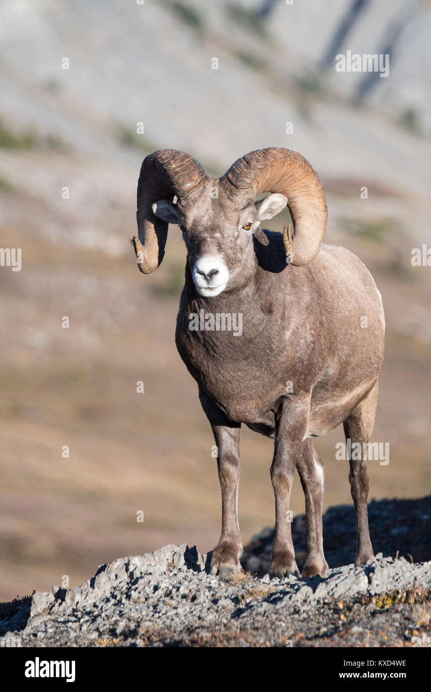 Rocky Mountain Bighorn Ram (Ovis canadensis), America del Nord Foto Stock