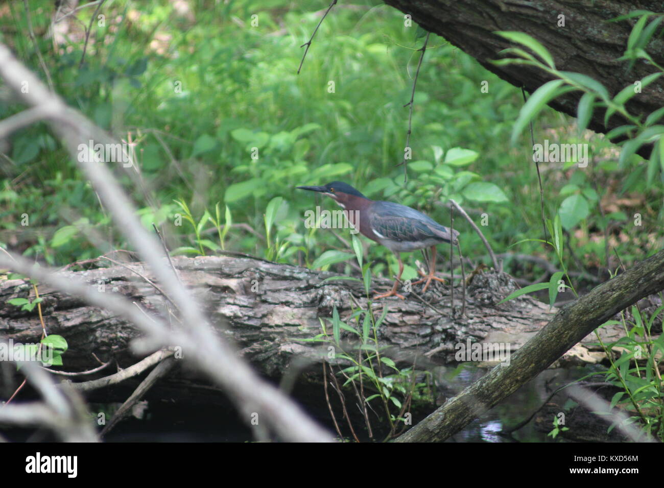 Airone verde sul log di John Heinz Wildlife Refuge, Tinicum Township, Pennsylvania Foto Stock