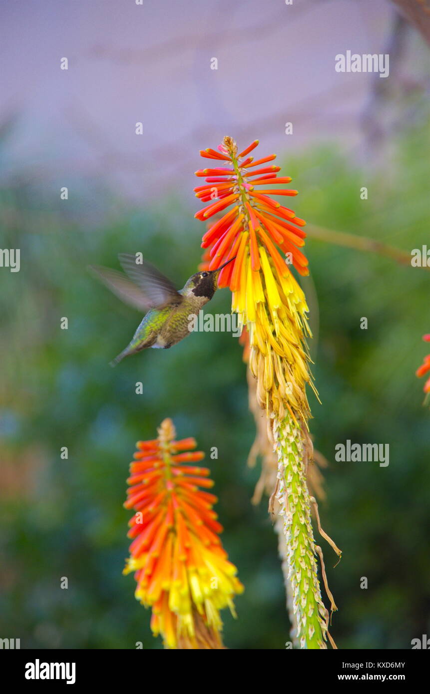 Hummingbird alimentazione su Red Hot Poker Foto Stock