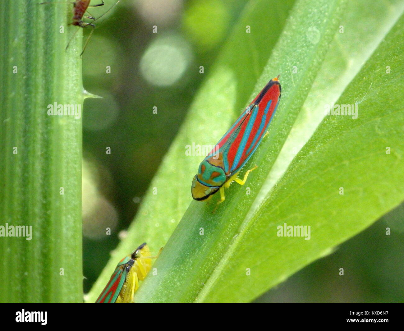 Rosso Leafhopper nastrati Foto Stock