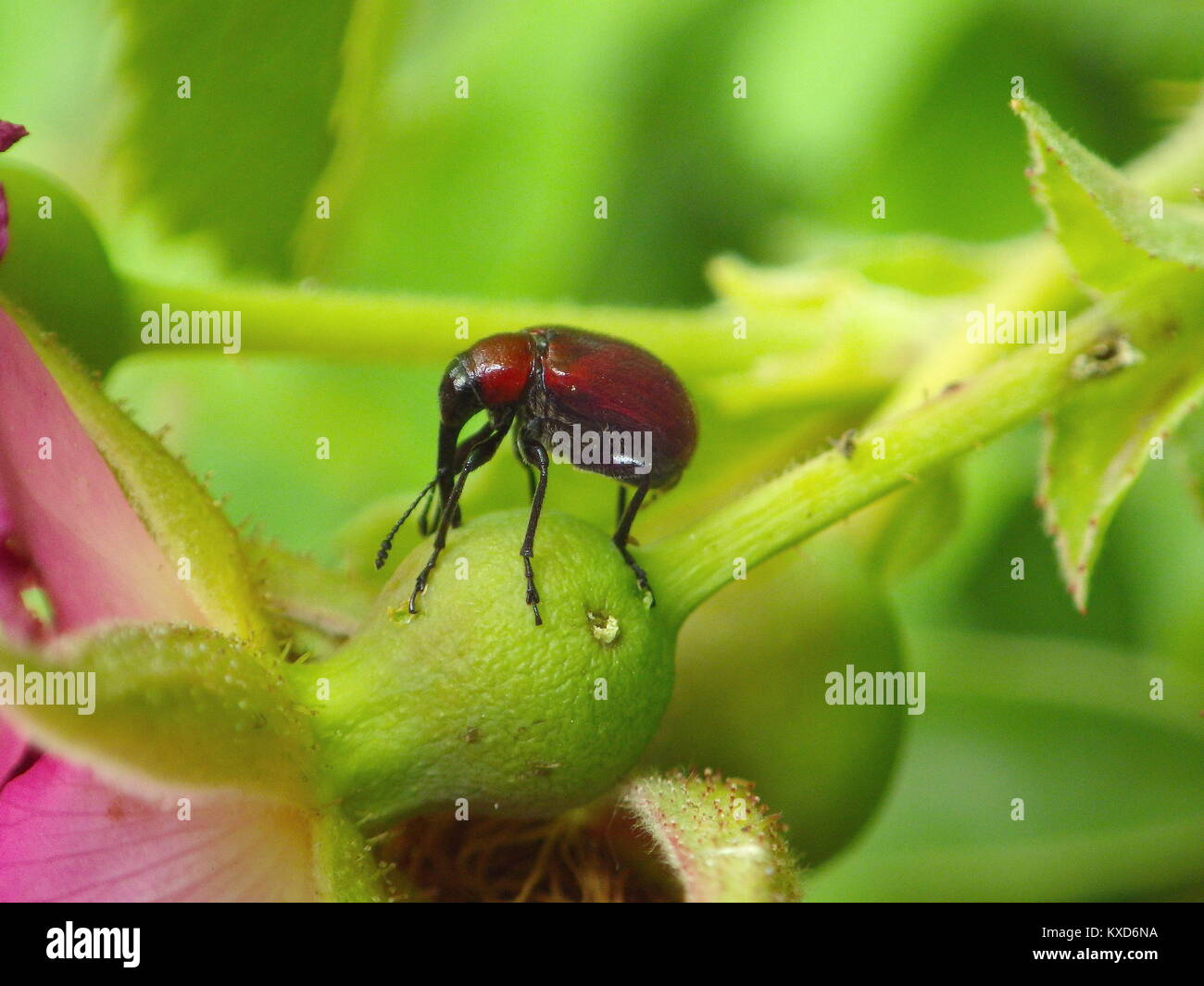 Curculione rosso sul rosa anca Foto Stock