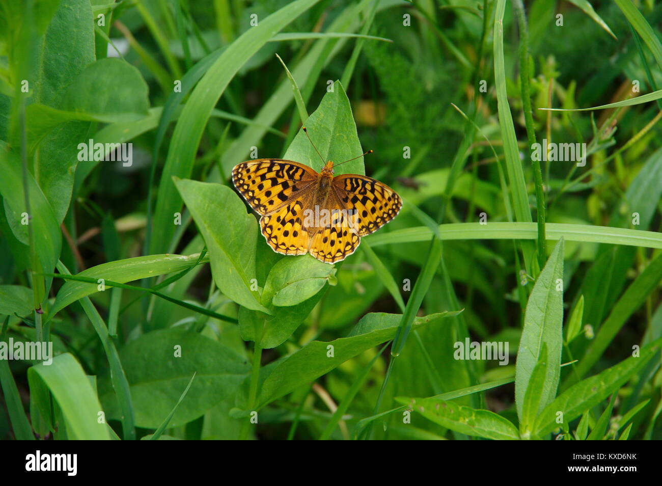 Fritillary Butterfly in montagna Foto Stock