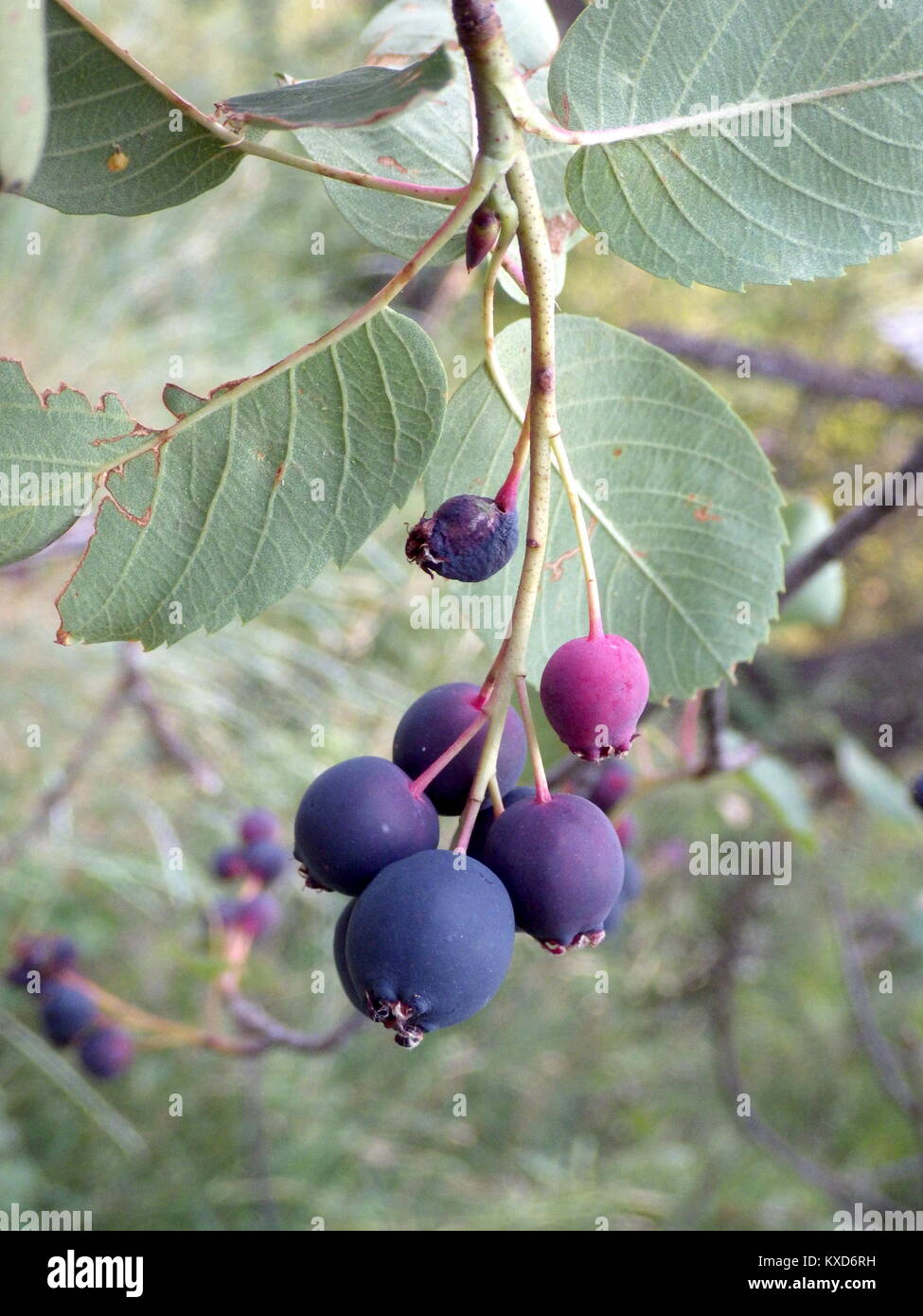 Saskatoon Serviceberry Foto Stock