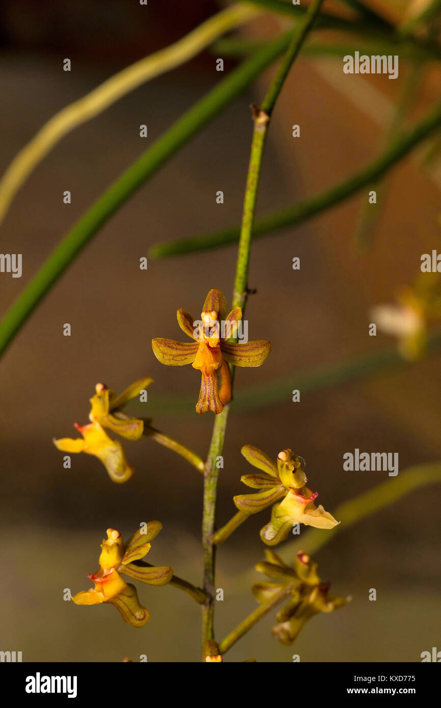 Cleisostoma appendiculatum, Orchidea. Durgapur village, Nagaland, India Foto Stock