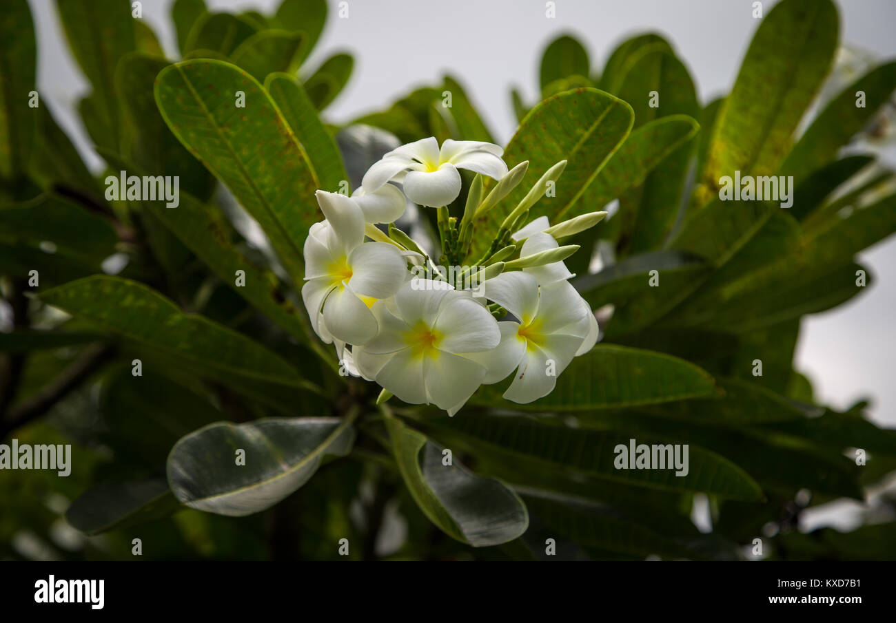 White Plumeria con foglie in giardino Foto Stock