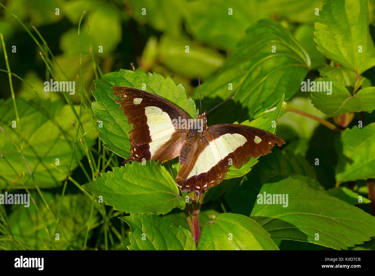 Nawab comune butterfly, Charaxs atamante atamante, Satakha, Nagaland, India Foto Stock