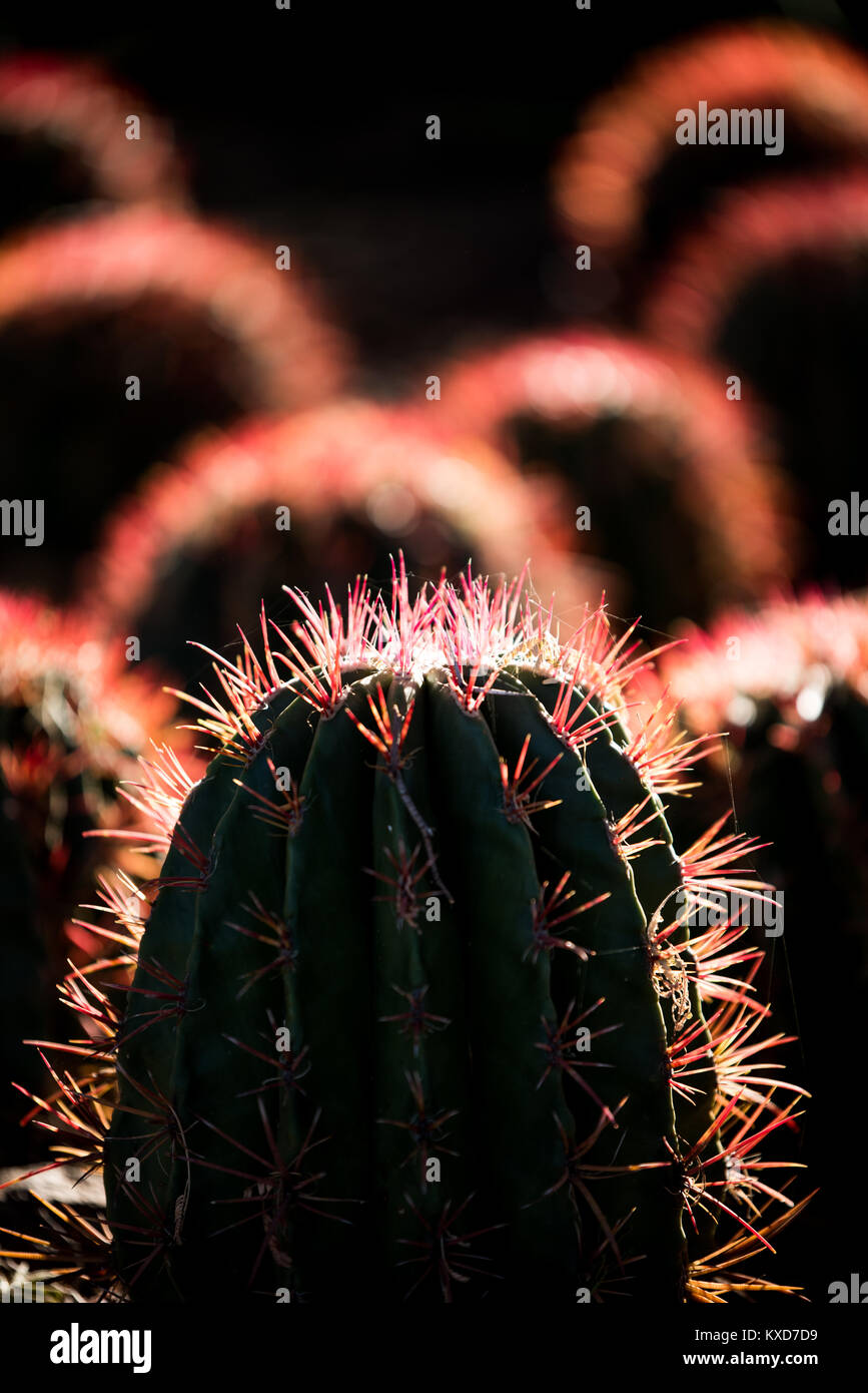Red cactus Foto Stock