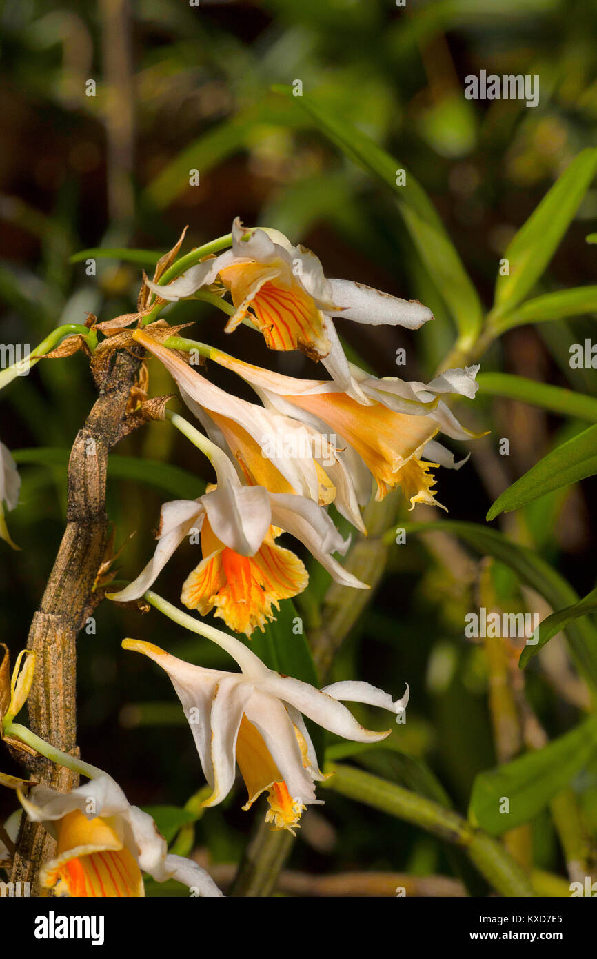 Dendrobium longicornu, specie di orchidee. Durgapur village, Nagaland, India Foto Stock