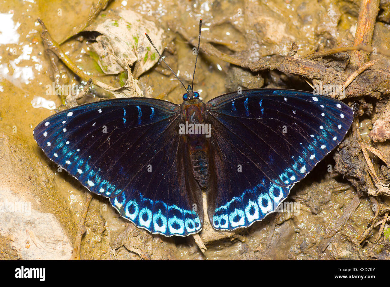 Popinjay himalayana butterfly, Stibochiona nicea nicea, Satakha, Nagaland, India Foto Stock