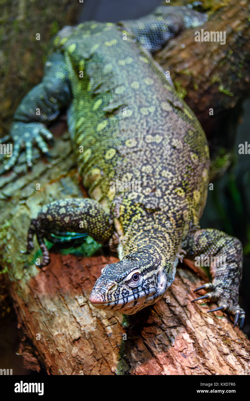 Animale selvatico, rettile, grigio verde iguana strisciando attraverso un albero nella foresta di pioggia Foto Stock