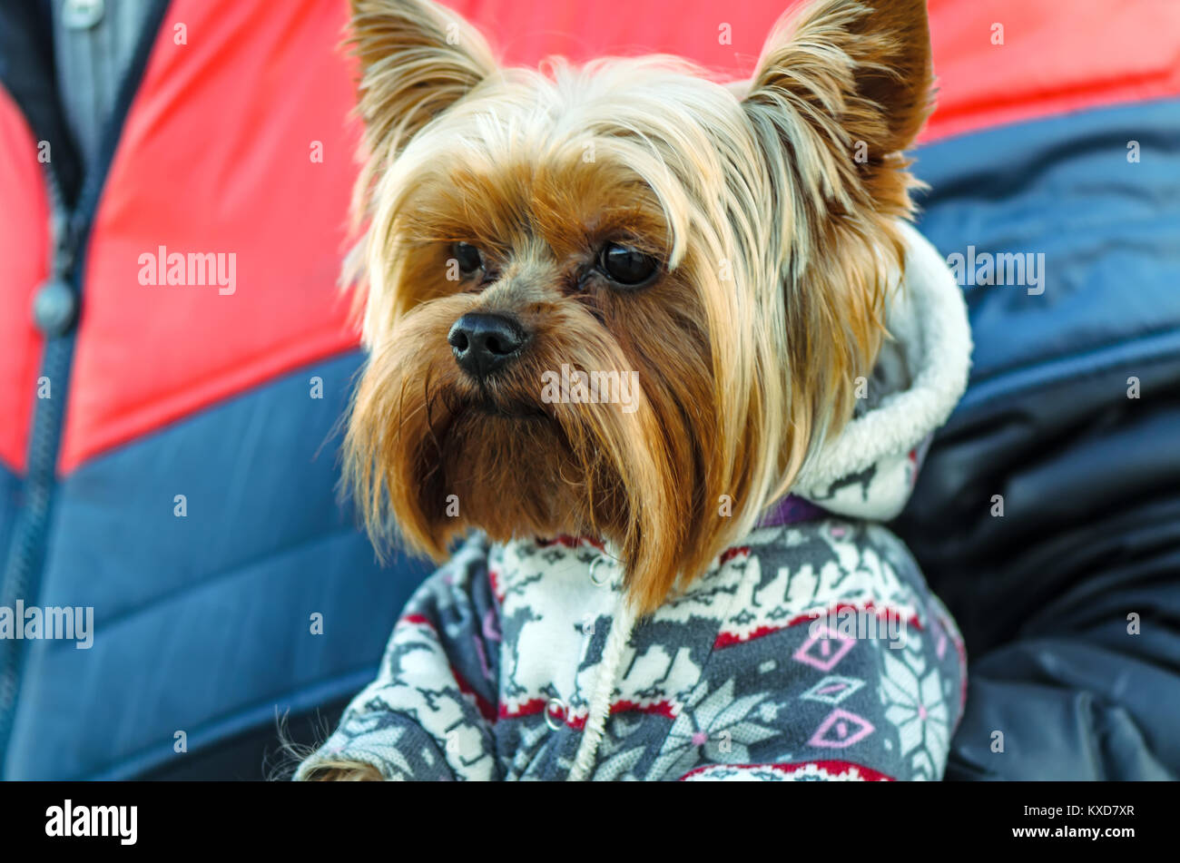 Si siede, un animale con un uomo. Pedigree, decorativo, cane rosso brunastro, shaggy, con una spessa lungo cappotto Foto Stock