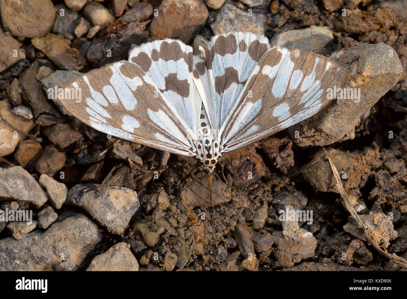 Nyctemera adversata, Tarma della famiglia Erebidae. Sukhai, Nagaland, India Foto Stock