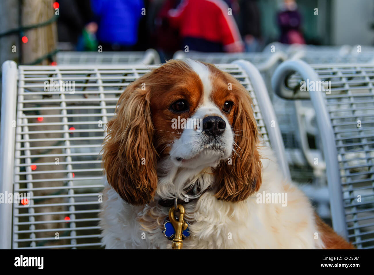 Un shaggy animale è un cane marrone con i capelli bianchi sul suo petto, lunghe orecchie marrone, nero occhi tristi Foto Stock