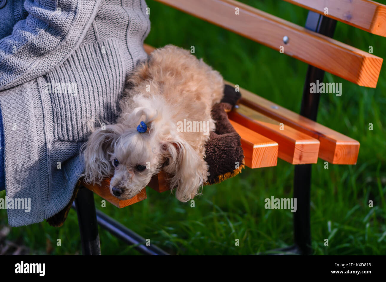 Un animale, un cane, un bianco, shaggy cagnolino giace su una panca in legno vicino alla padrona di casa in un grigio felpa lavorata a maglia Foto Stock