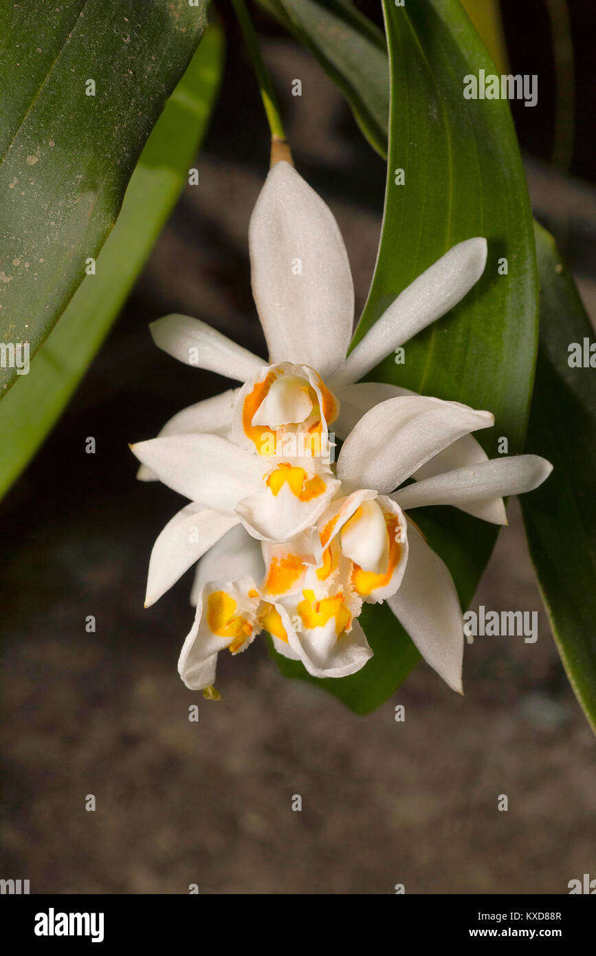 Coelogyne nitida, Orchidea. Durgapur village, Nagaland, India Foto Stock