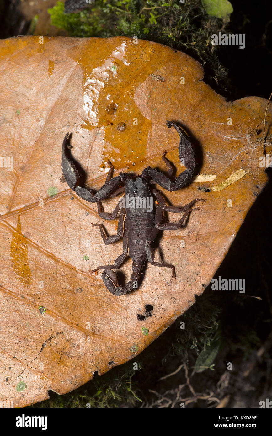 Euscorpuis sp., piccolo legno Scorpion. Kivikha, Nagaland, India Foto Stock