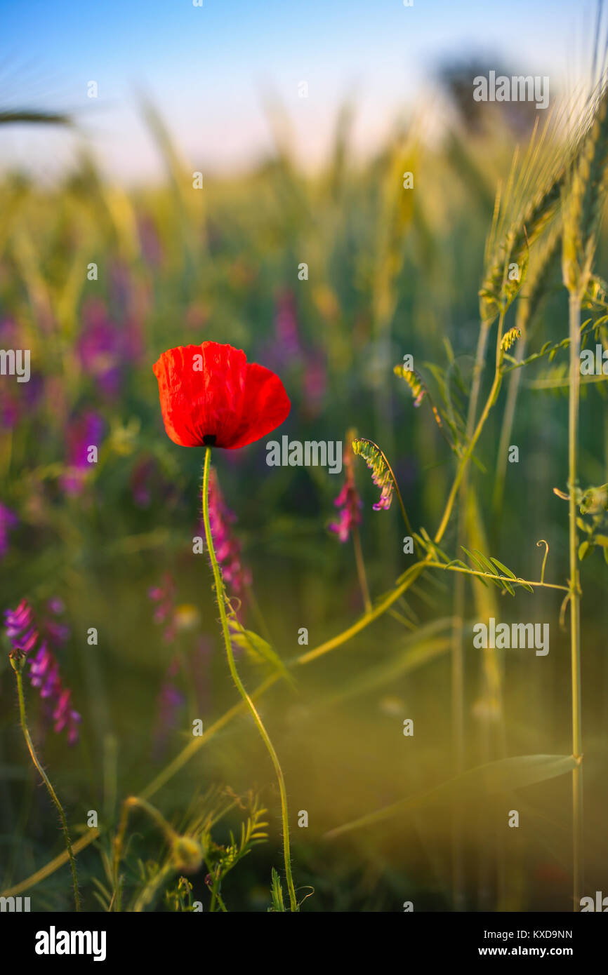 Solitario papavero rosso fiore nel mezzo di un grano campo di grano Foto Stock