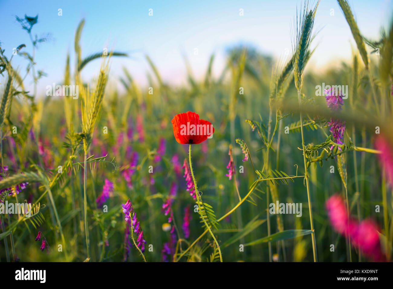 Solitario papavero rosso fiore nel mezzo di un grano campo di grano Foto Stock