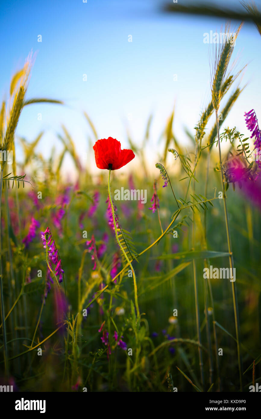 Solitario papavero rosso fiore nel mezzo di un grano campo di grano Foto Stock