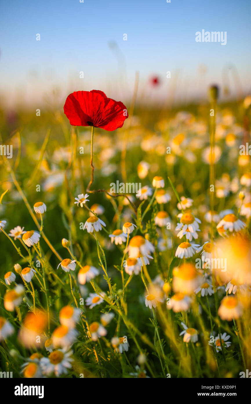 Solitario papavero rosso fiore nel mezzo di un campo di camomilla Foto Stock