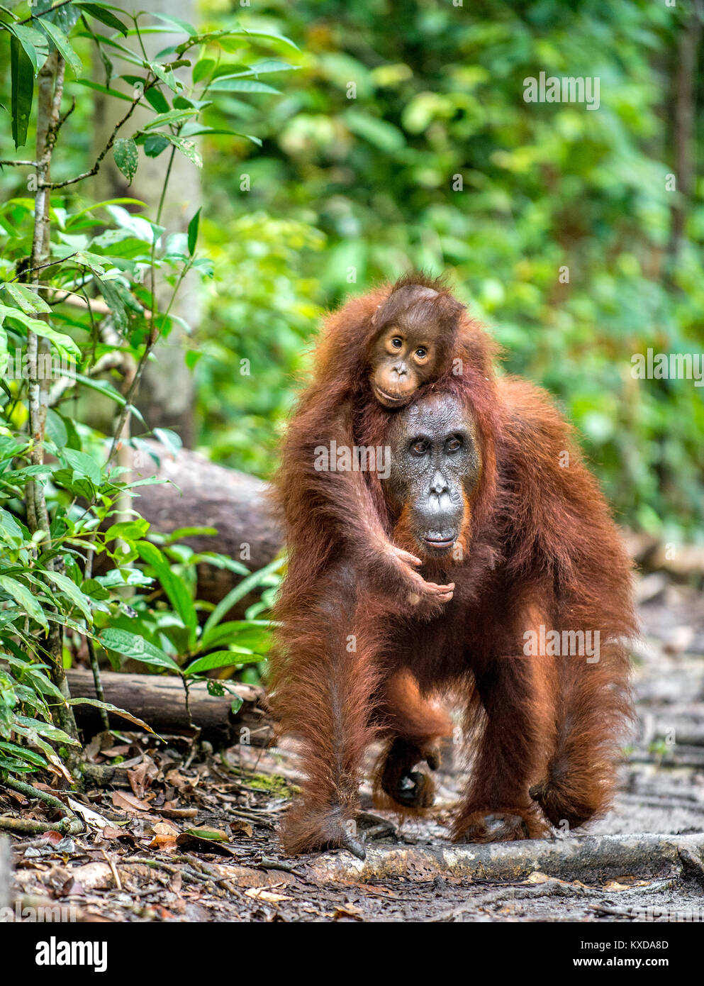 Una femmina di orangutan con un cub in un habitat naturale. Central Bornean orangutan (Pongo pygmaeus wurmbii) nella natura selvaggia. Wild Rainf tropicale Foto Stock