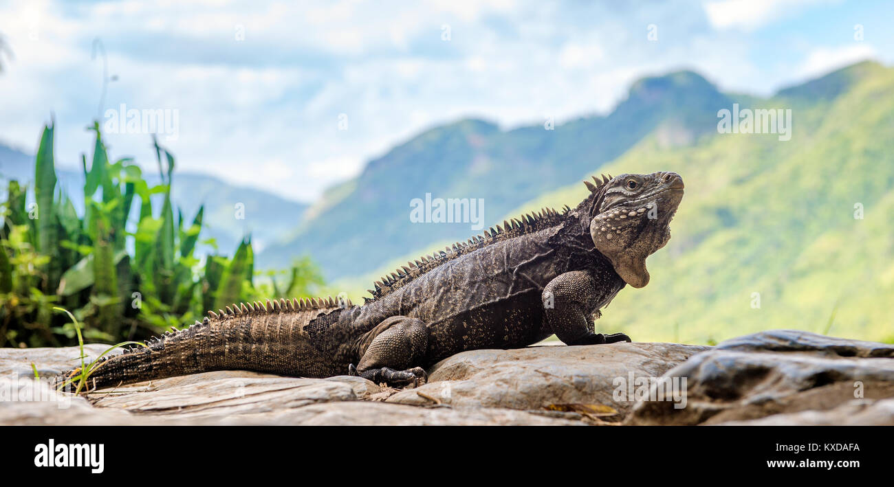 Iguana in montagna. Rock cubano iguana (Cyclura nubila), noto anche come il suolo cubano iguana. Foto Stock