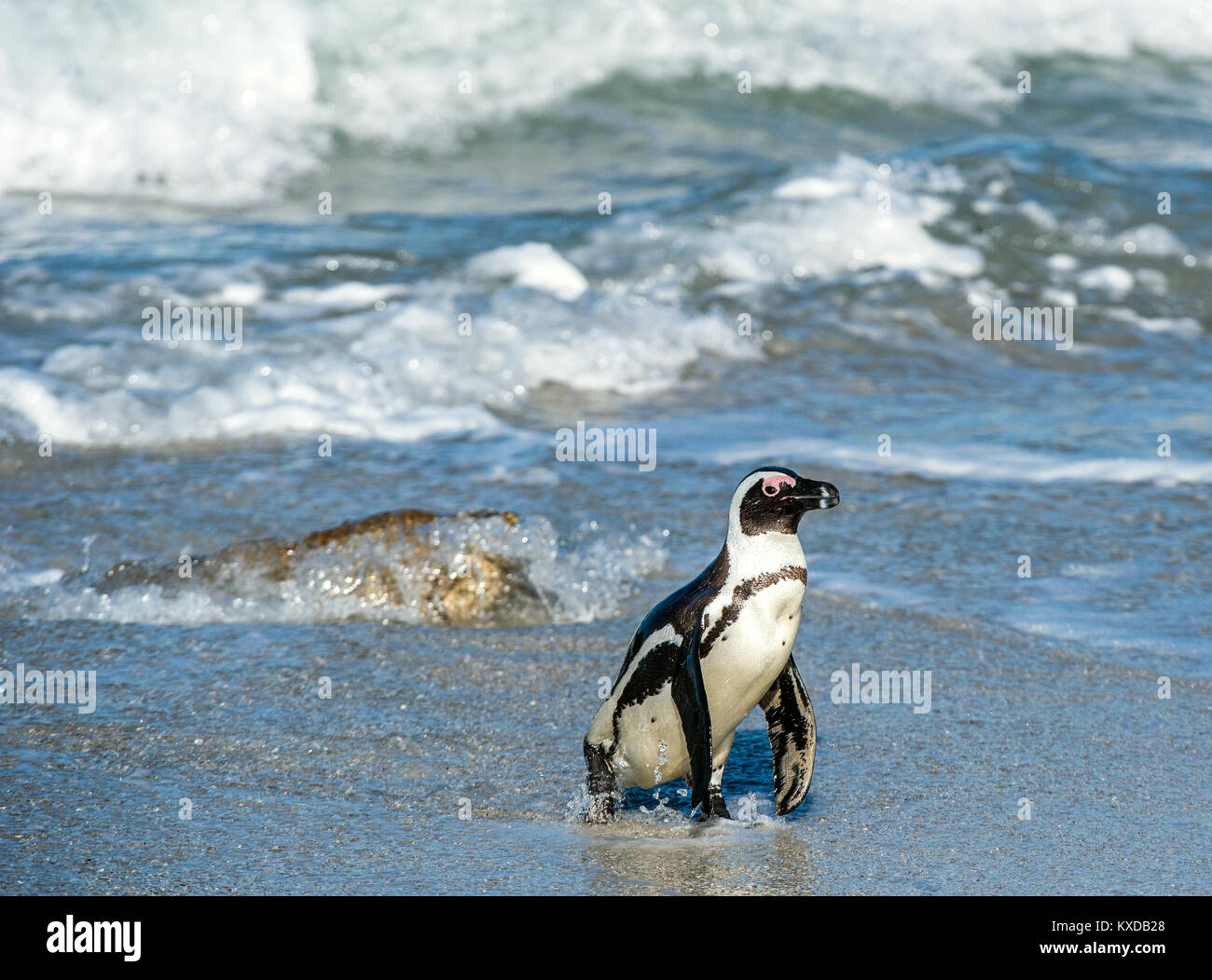 Pinguino africano (Spheniscus demersus) a piedi dall'oceano. Massi colonia. Sud Africa Foto Stock