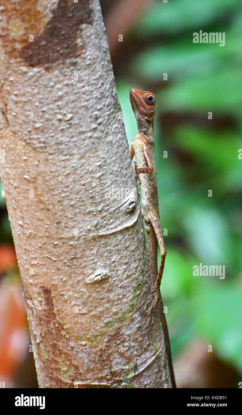 Piccola lucertola arboree su un piccolo albero in Taman Negara National Park, Malaysia Foto Stock