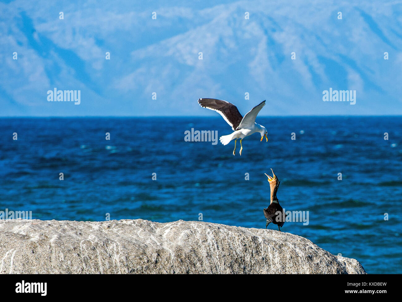 Conflitto di Kelp gabbiani (Larus dominicanus) e capo di cormorani cormorani ( phalacrocorax capensis ) sulla roccia Foto Stock
