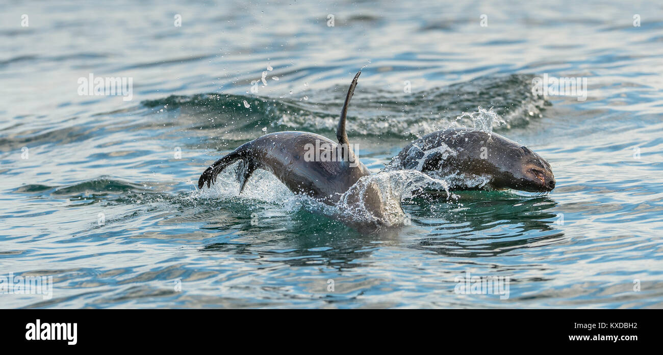 Le guarnizioni di tenuta di nuotare e salta fuori di acqua . Jumping Cape pelliccia sigillo (Arctocephalus pusillus pusillus). Foto Stock
