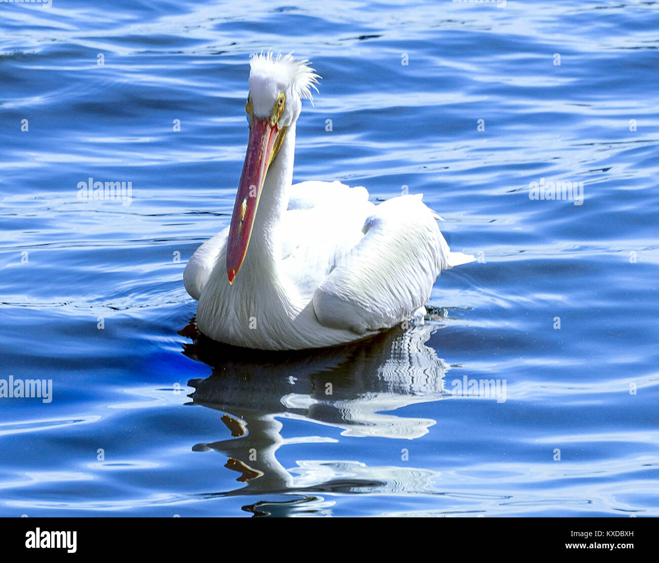 Pelican galleggia sulla superficie dell'acqua Foto Stock