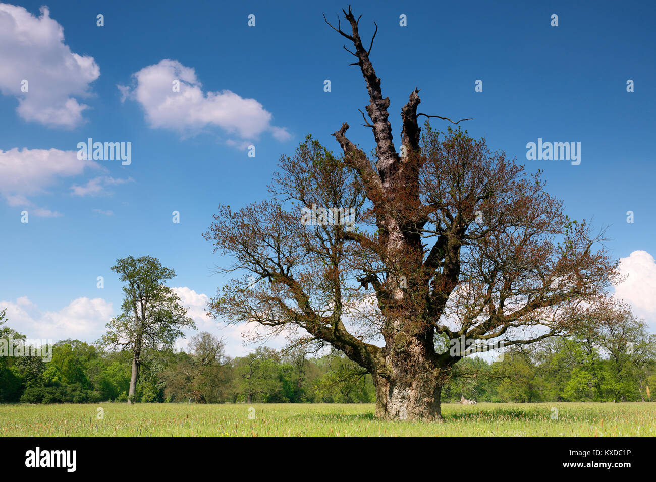 650 anni farnia (Quercus robur), che fiorisce in primavera, albero solitario, foreste alluvionali, Riserva della Biosfera dell'Elba centrale Foto Stock