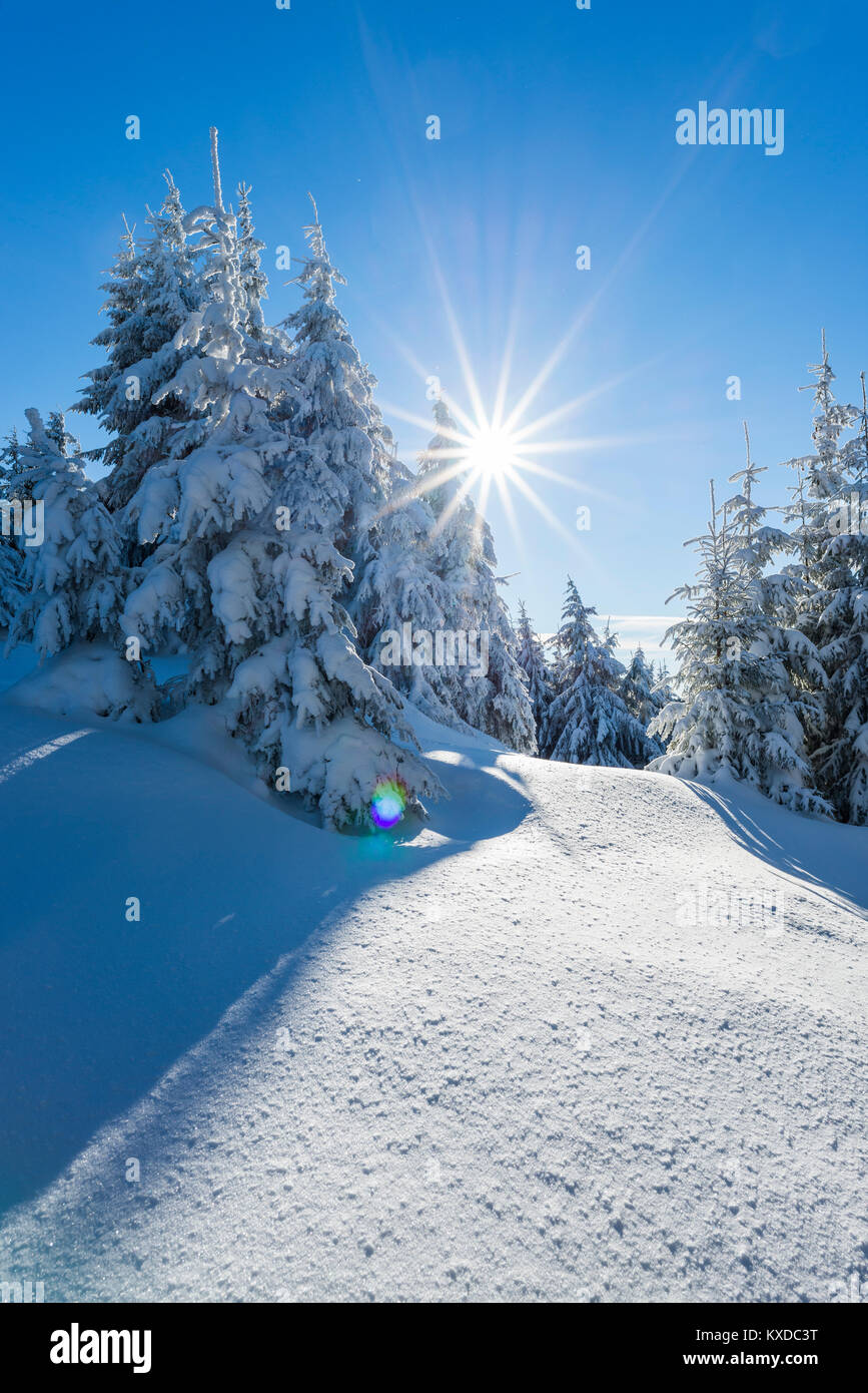 Snowy abete rosso (Picea abies),indietro luce,Schneekopf,Foresta Turingia,Turingia,Germania Foto Stock