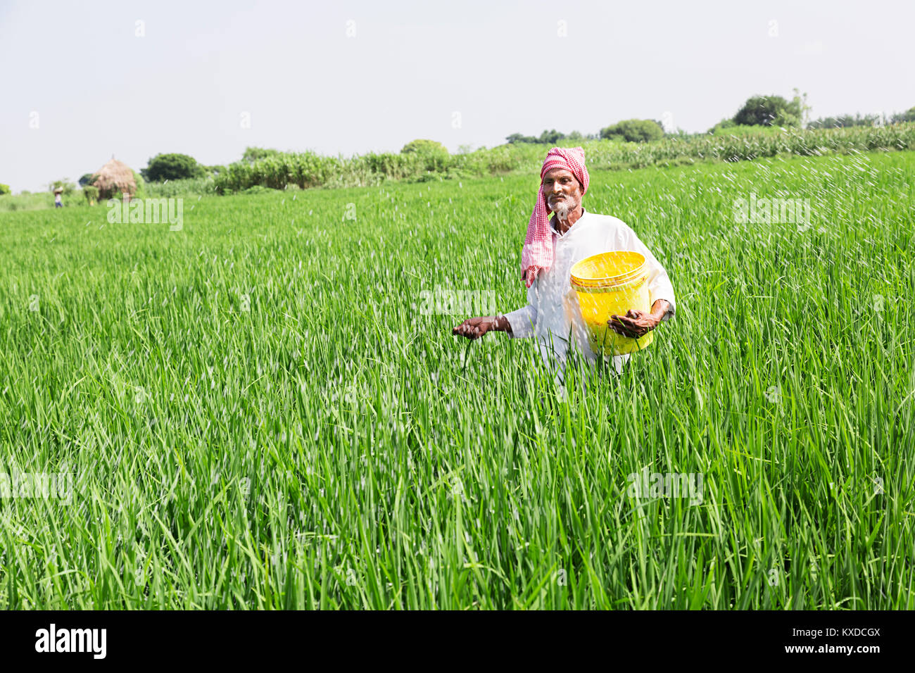1 L'agricoltore indiano Uomo al lavoro rice farm l'applicazione di fertilizzante Piante Foto Stock