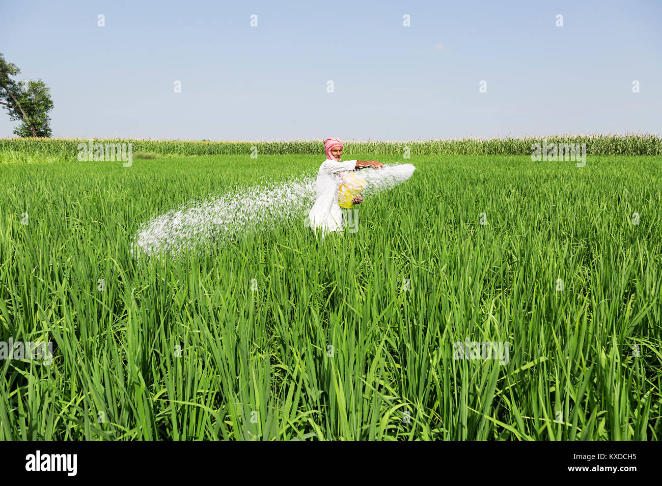 1 rurale indiano di Lavoro Contadino Rice Farm applica il fertilizzante pianta Foto Stock