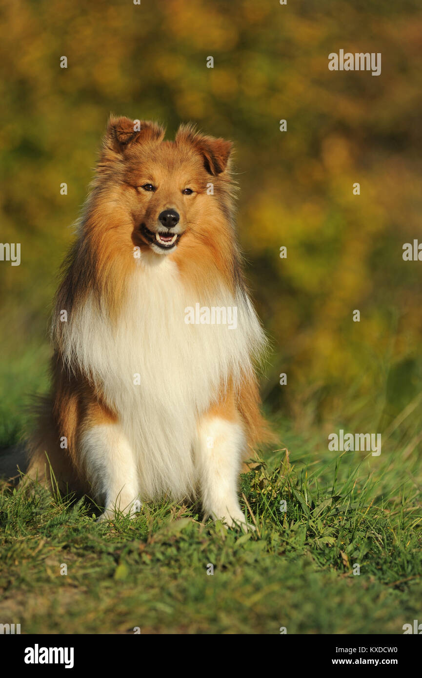 Sheltie,Shetland Sheepdog,sable,maschio si siede in un prato,Germania Foto Stock