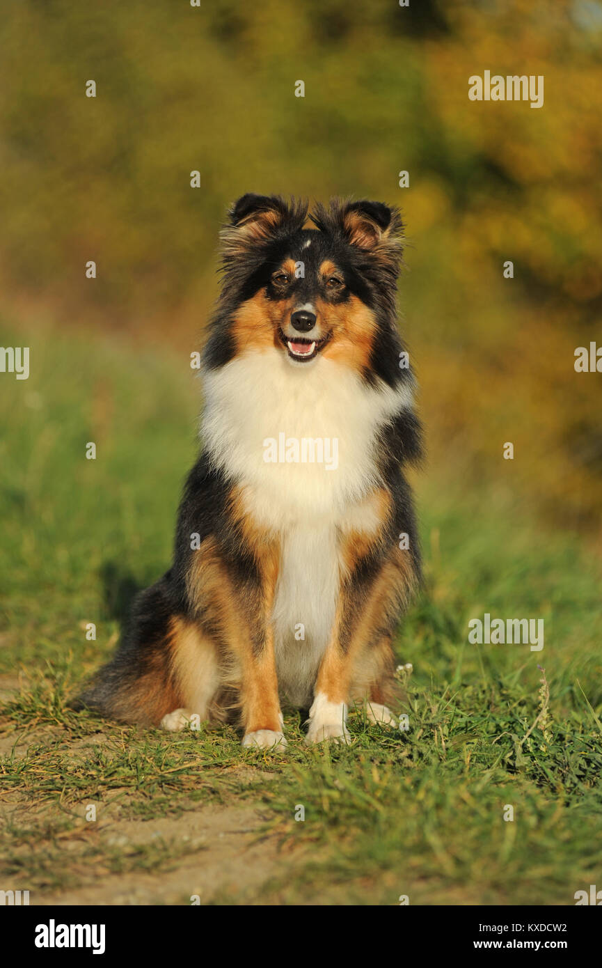 Sheltie,Shetland Sheepdog,tricolore,seduta cagna,Germania Foto Stock