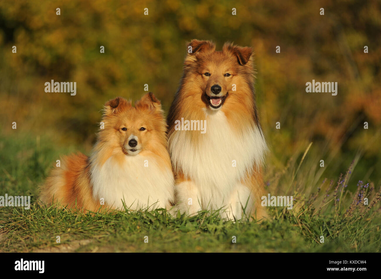 Sheltie,Shetland Sheepdog,sable,maschio e femmina accanto a ogni altra in Wiese,Germania Foto Stock