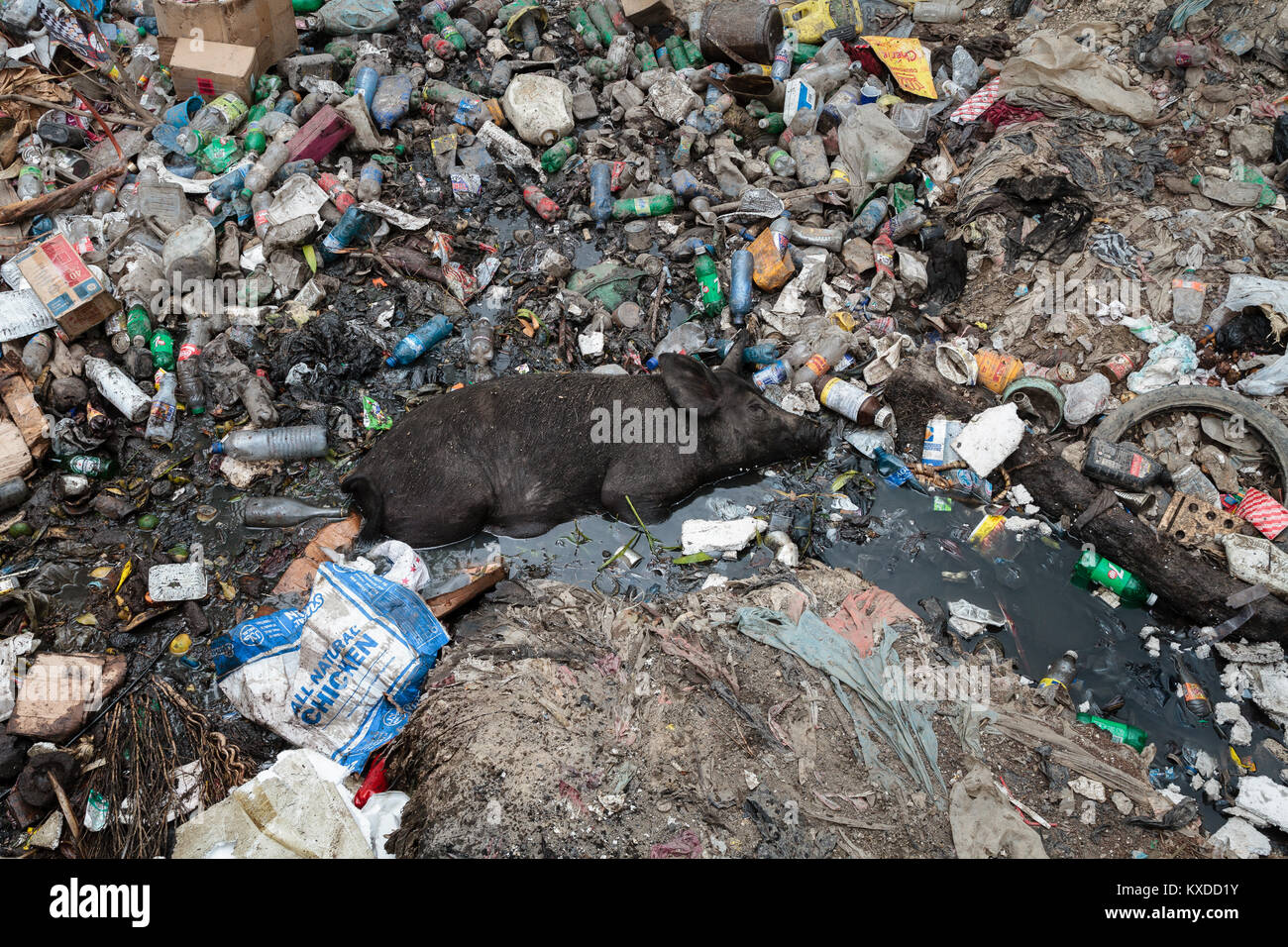 I suini che giace nella garbage,garbage dump,Port-au-Prince,Ouest,Haiti Foto Stock