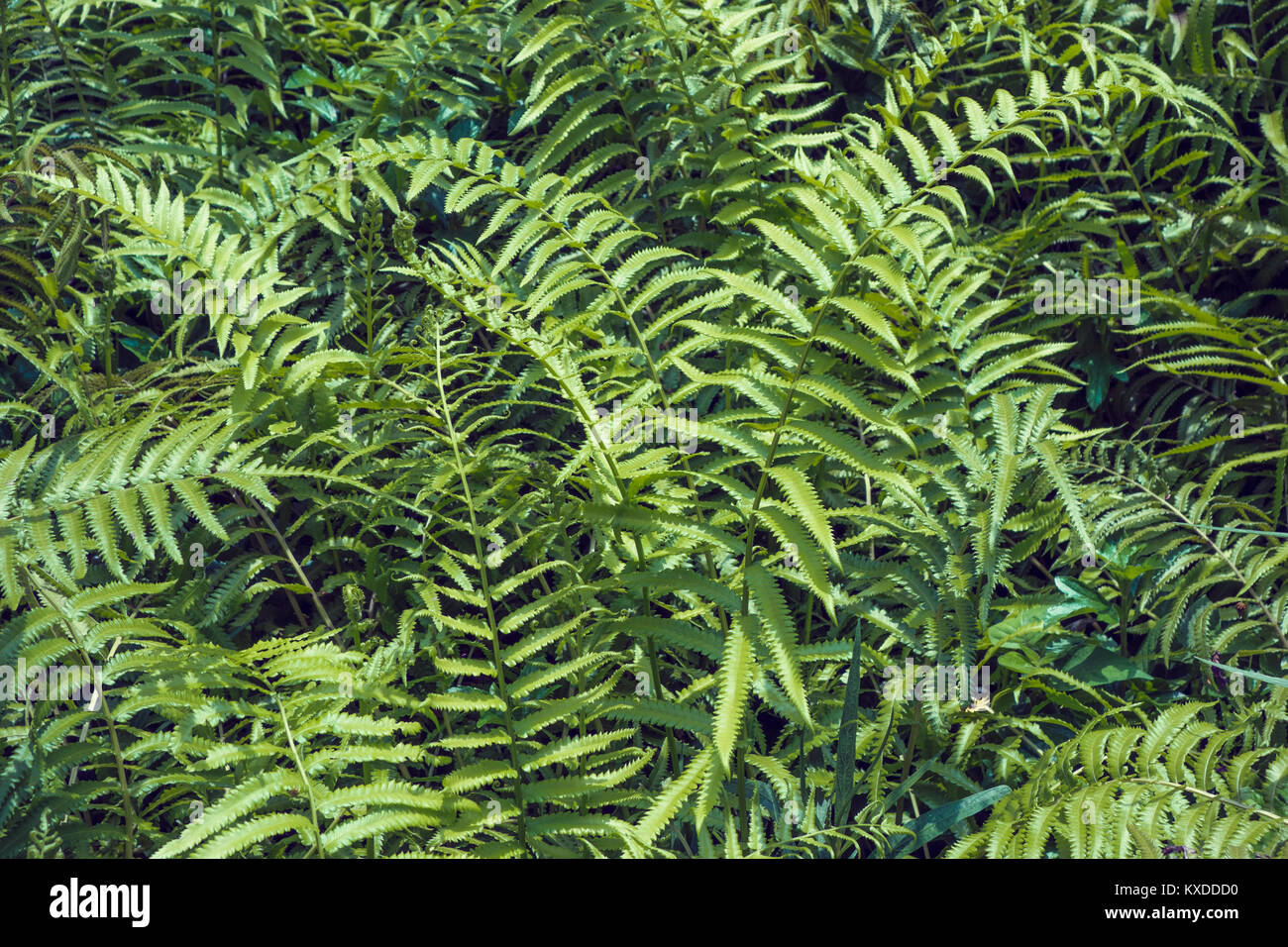 Felci tropicali foglie verde fogliame,floral background naturale.La primavera e estate natura sullo sfondo. Foto Stock