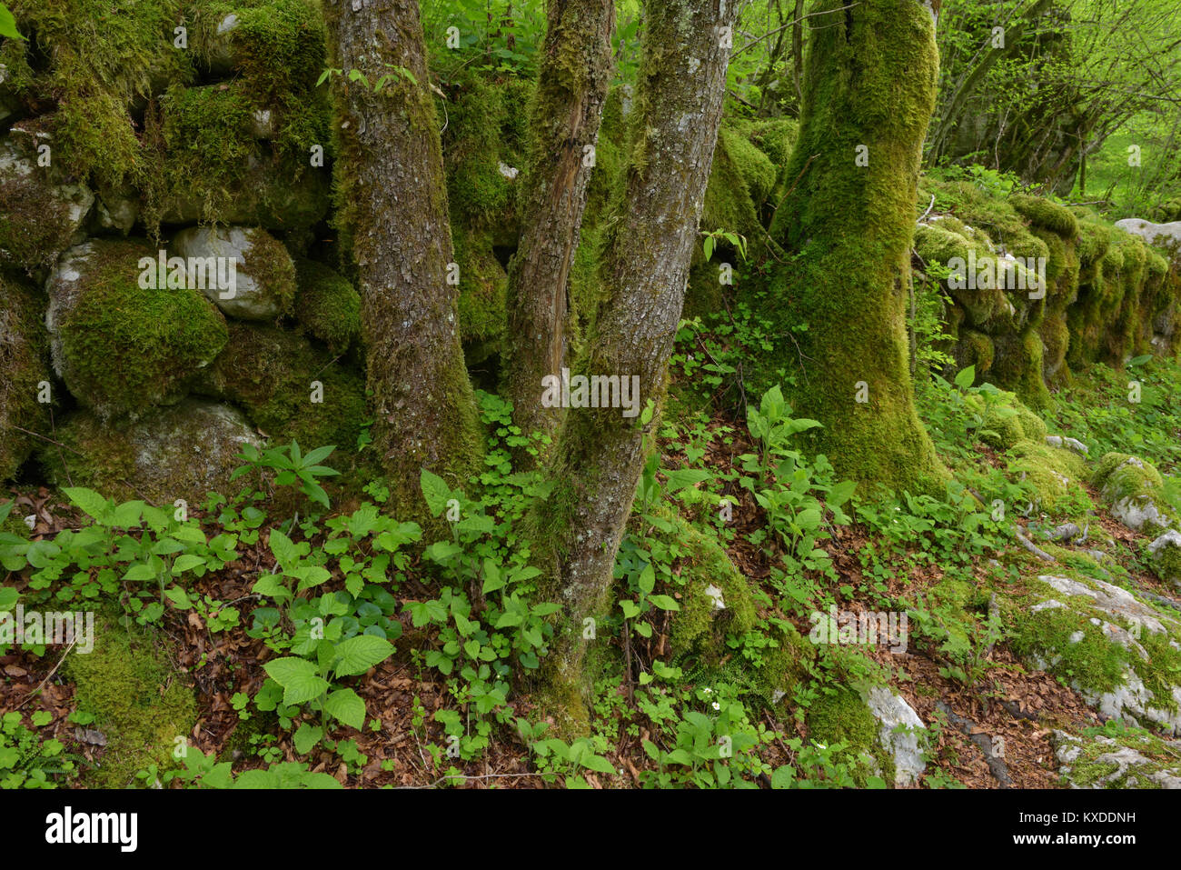 Un antico muro di pietra coperti di muschio in Lepenatal,Slovenia Foto Stock