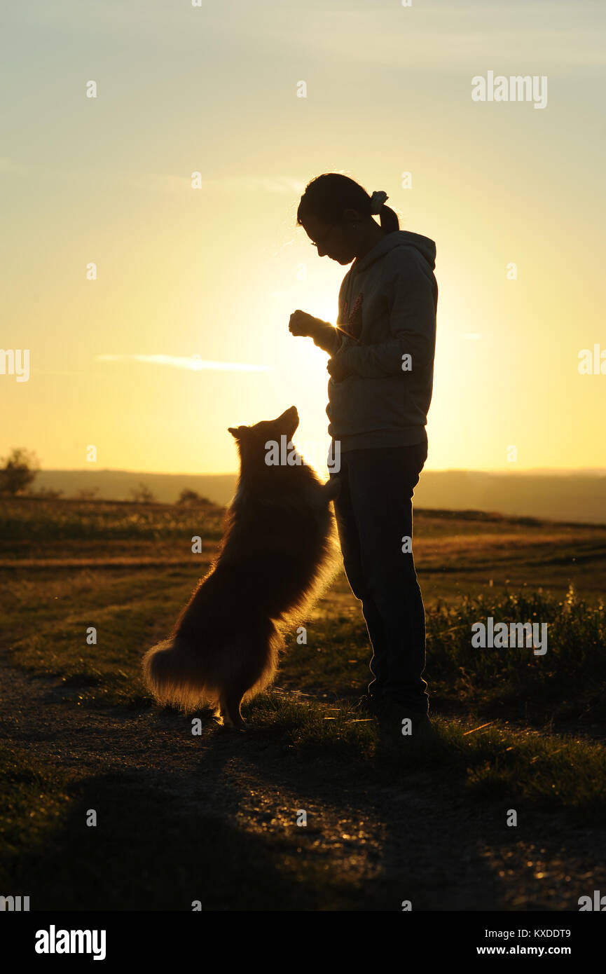 Sheltie,Shetland Sheepdog,sable,dog,l'attesa per la mistress' ricompensa,Tramonto retroilluminazione,Germania Foto Stock