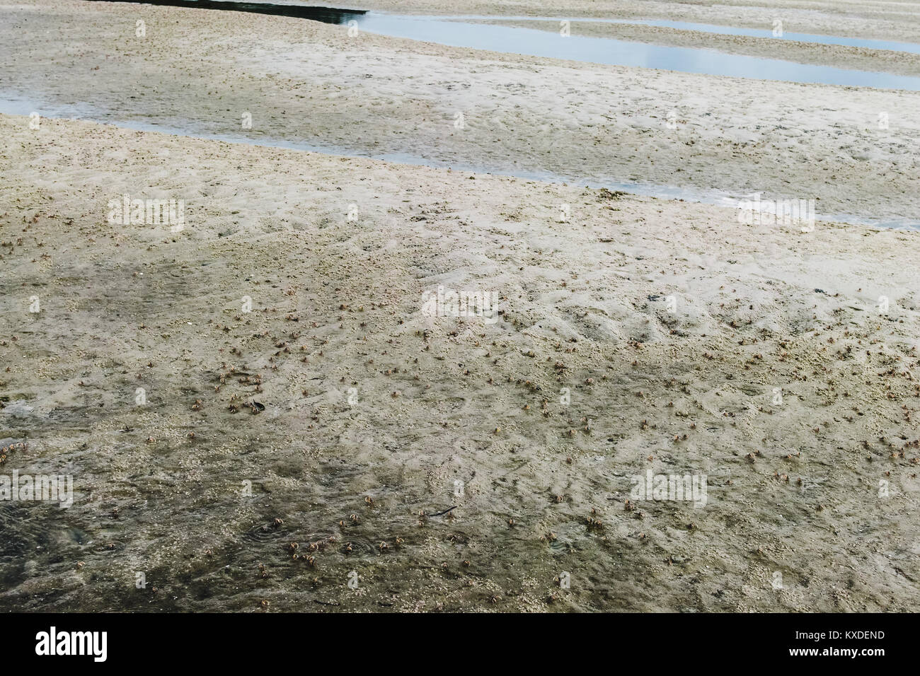 Granchi su di una spiaggia di sabbia in Thailandia Foto Stock