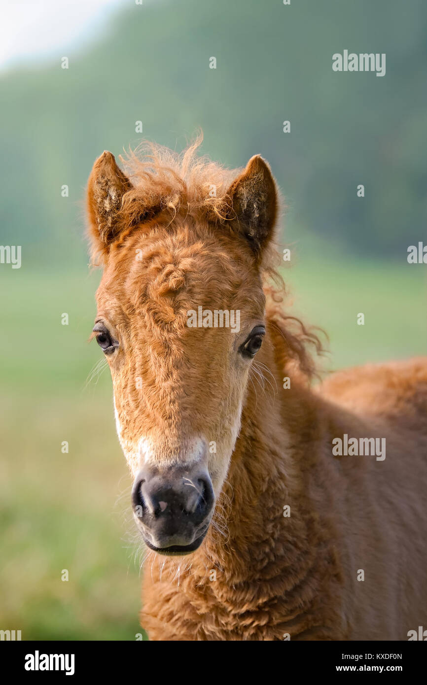 Un simpatico e attento di color castagno pony Shetland puledro, testa frontale, Germania. Foto Stock