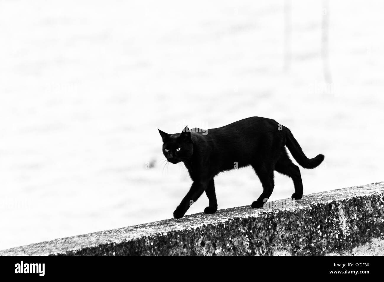 Un gatto nero a camminare su un molo sul lago Trasimeno (Umbria) Foto Stock